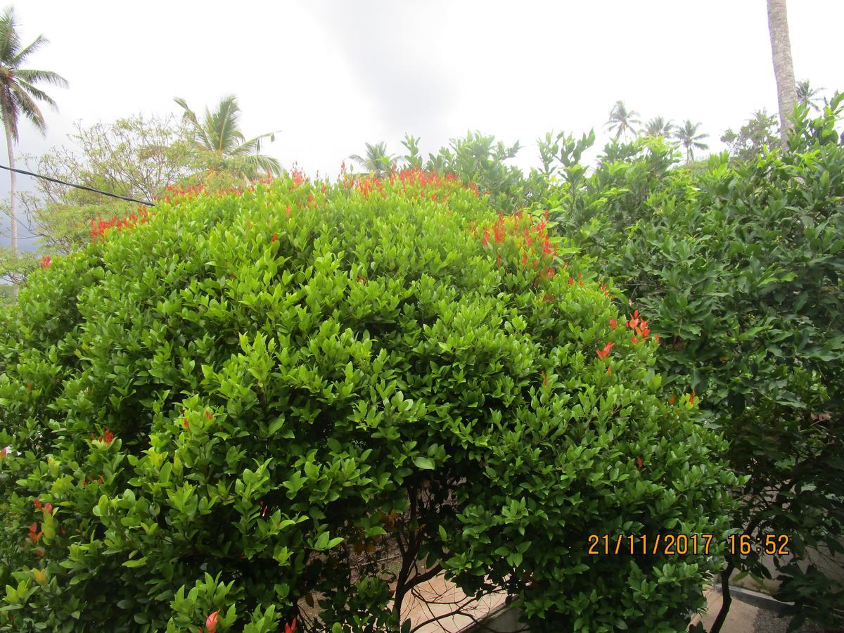 Coconut Surf Inn Weligama Exterior photo