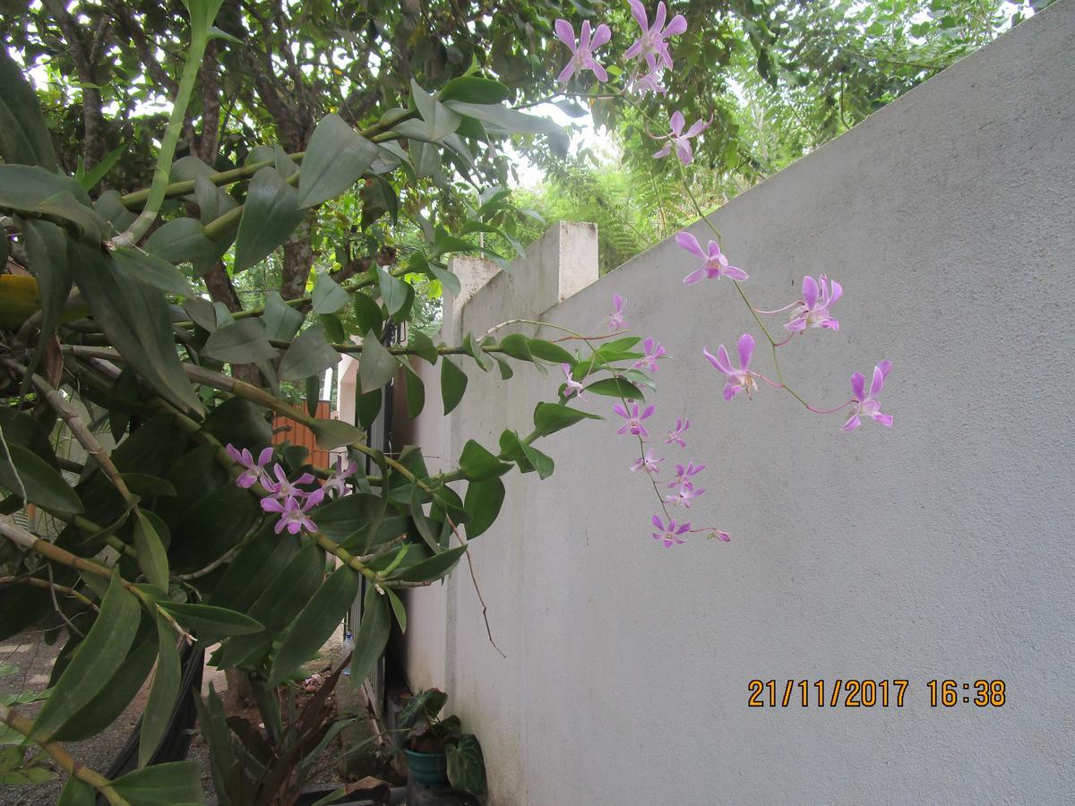 Coconut Surf Inn Weligama Exterior photo